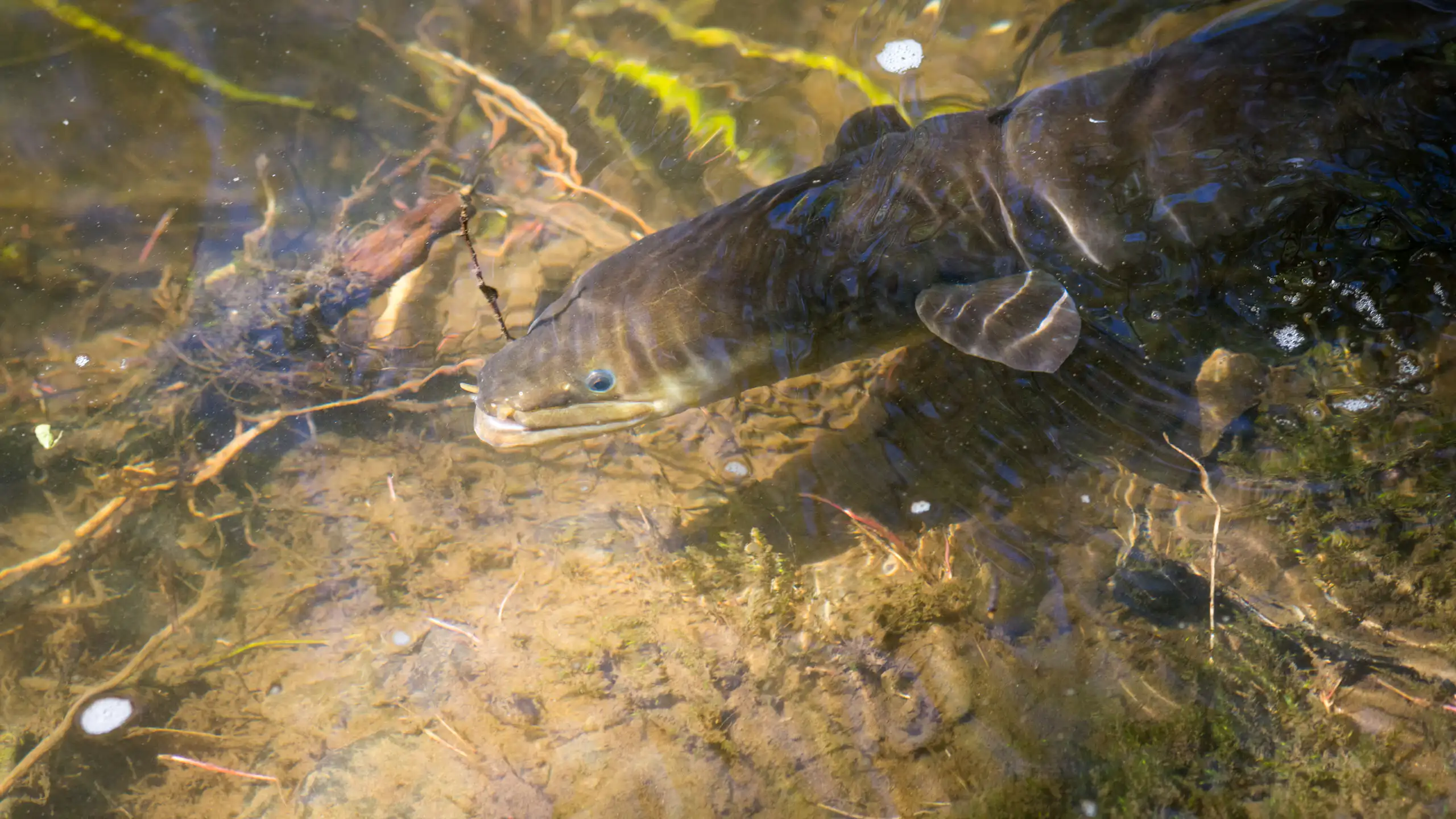 Native new zealand eel swimming in river near bank.