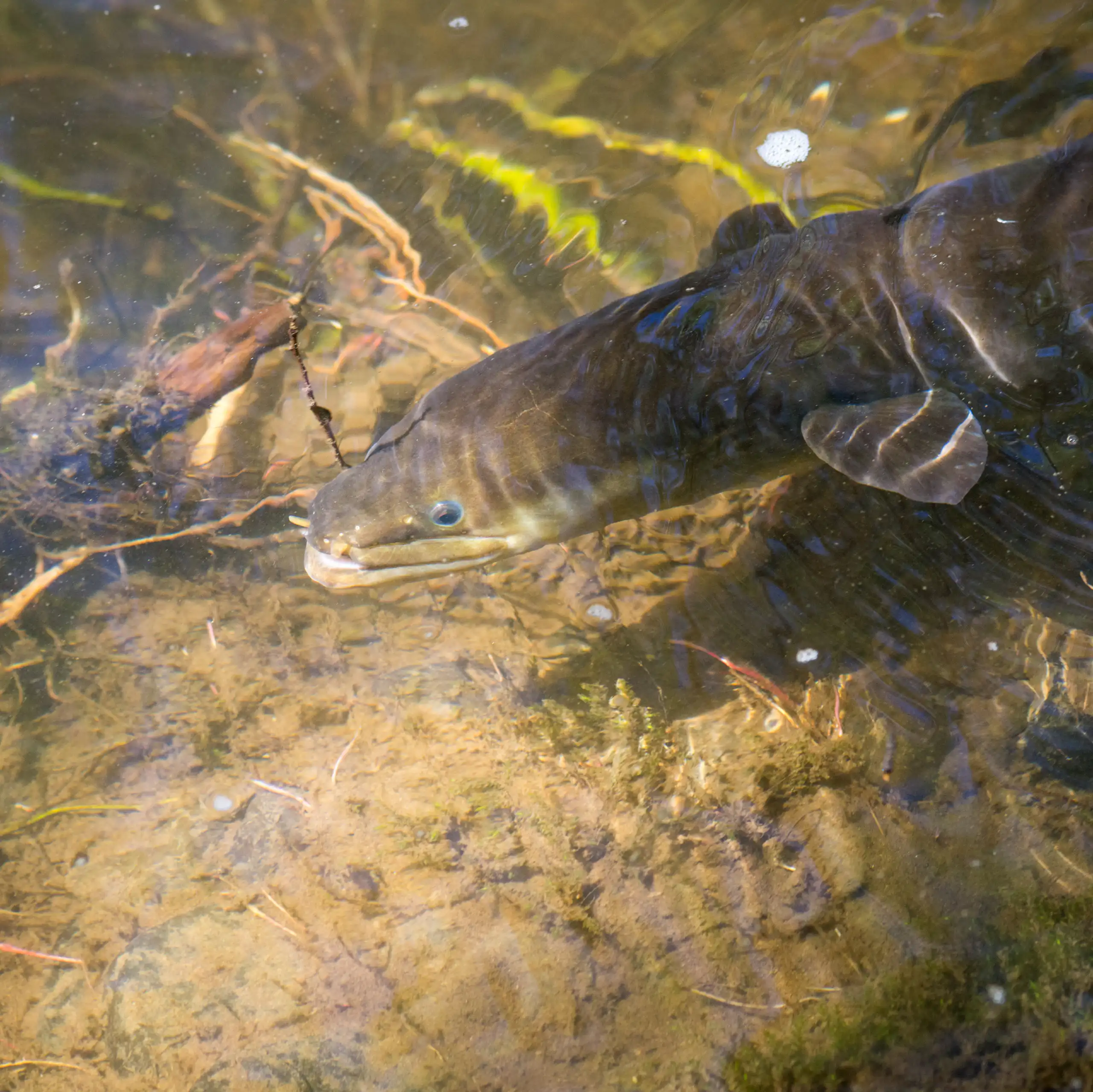 Native new zealand eel swimming in river near bank.