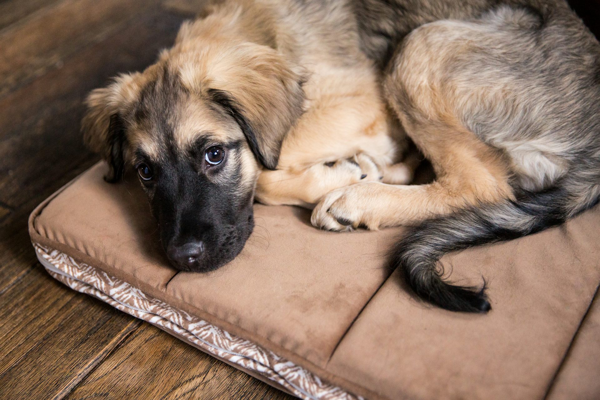 Protecting pets in domestic violence cases will take more than a law change