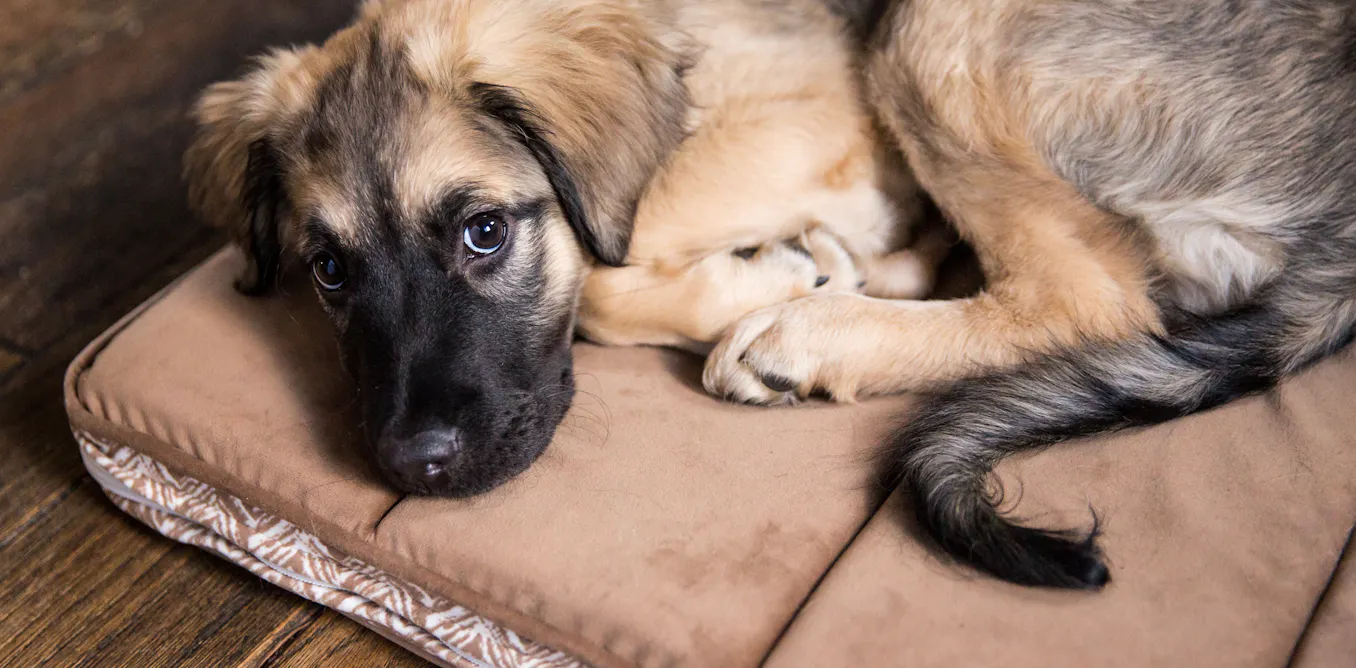 EduWireDaily — Protecting pets in domestic violence cases will take more than a law change