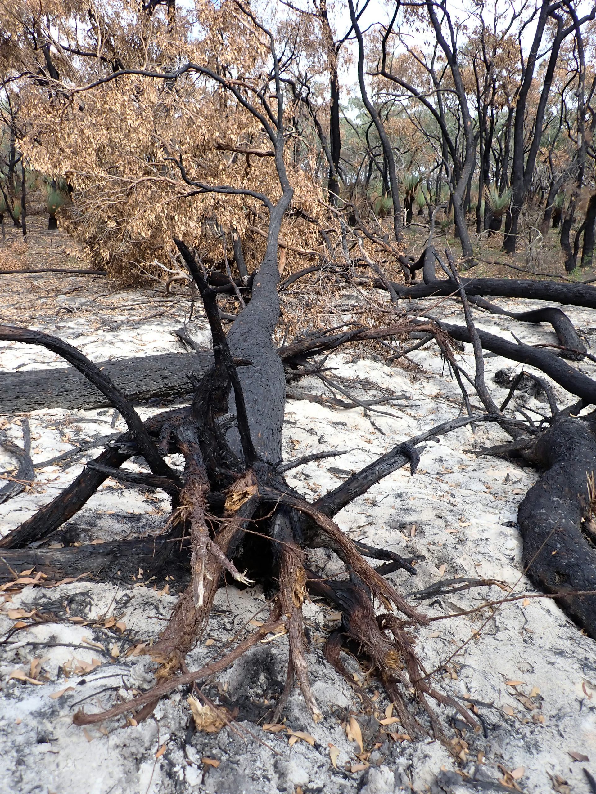 A burnt tree lays across the ground, after a fire.