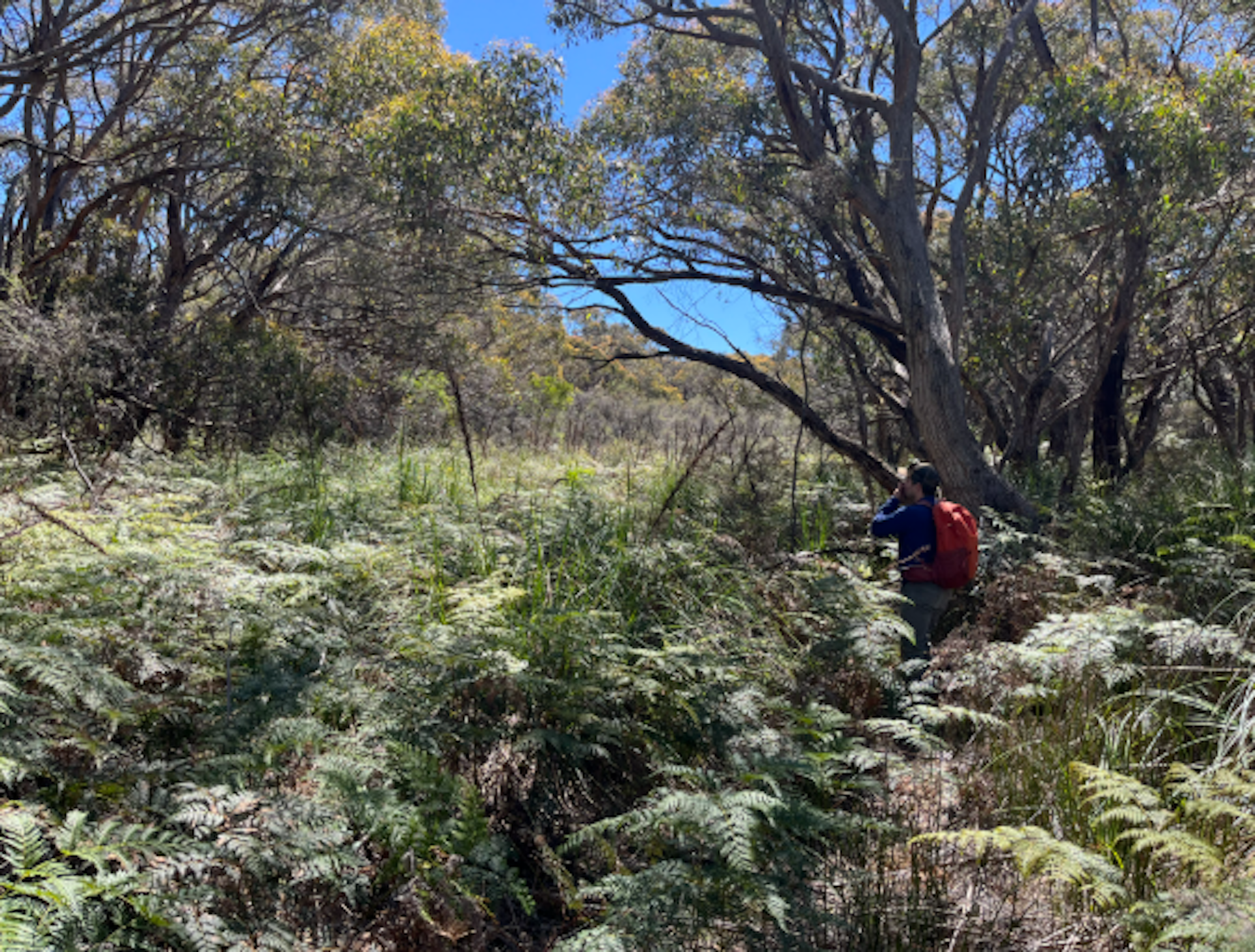 A lush forest of trees and bracken on a sunny day.