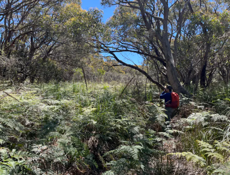A lush forest of trees and bracken on a sunny day.