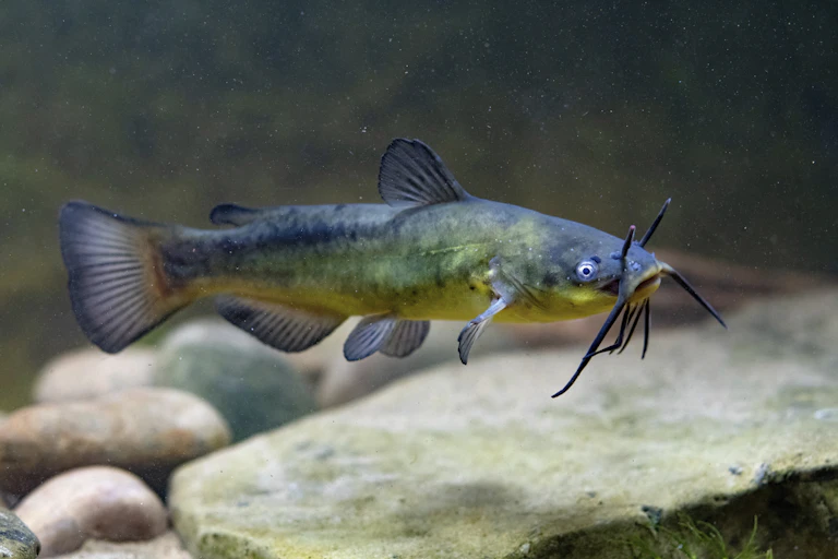 A bullhead catfish.