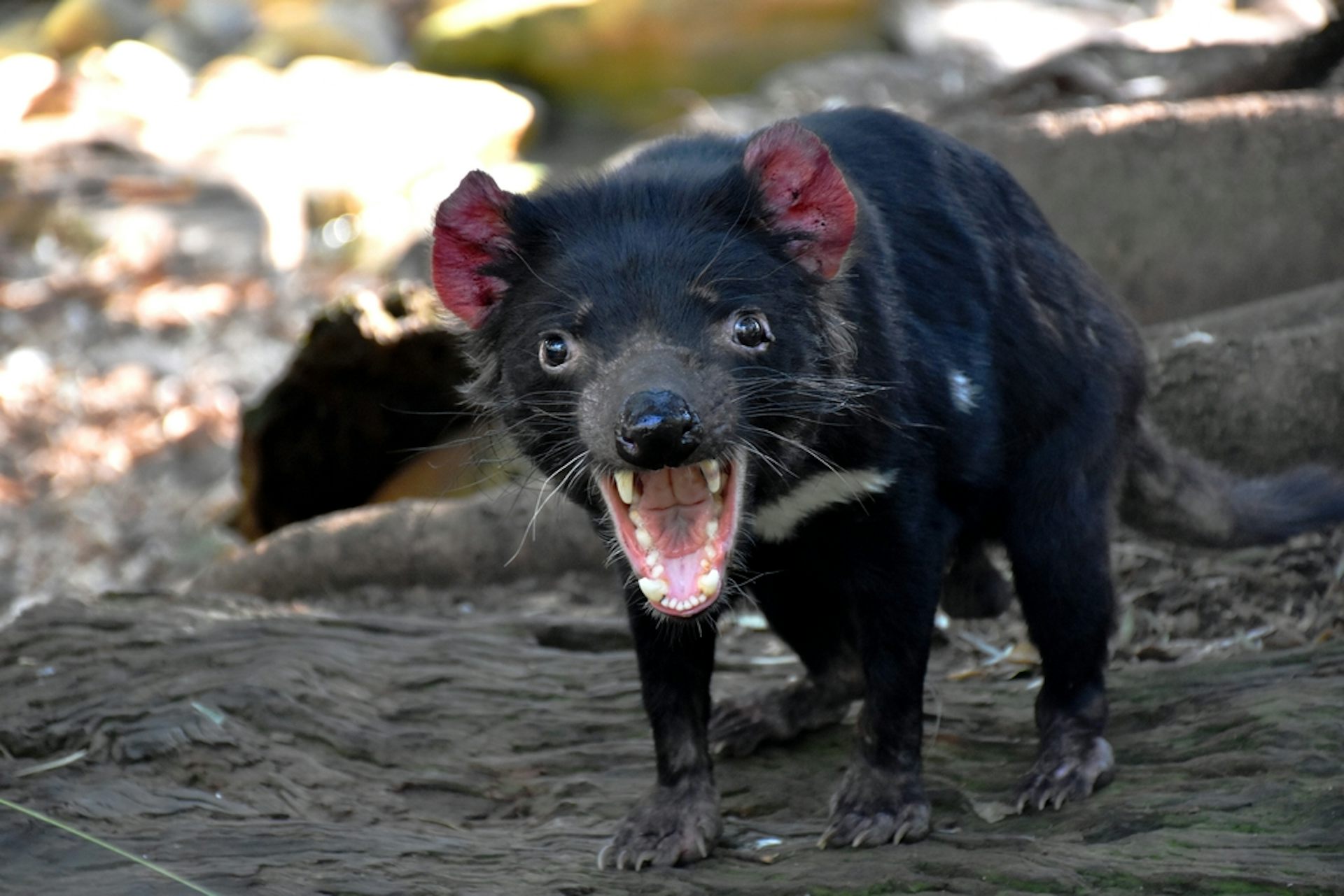 Tasmanian devil baring its teeth.