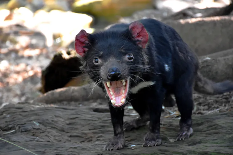 Tasmanian devil baring its teeth.