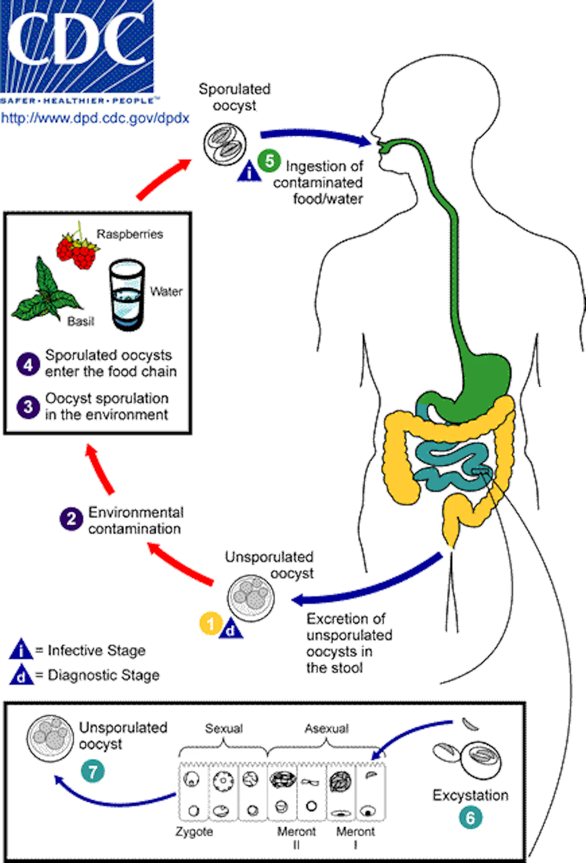 Diagram showing _Cyclospora_ life cycle