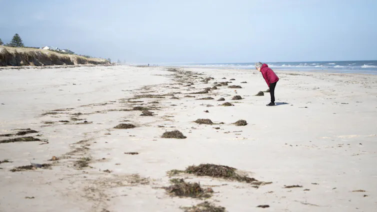 A member of the public stands on a beach in South Australia affected by the algal bloom.