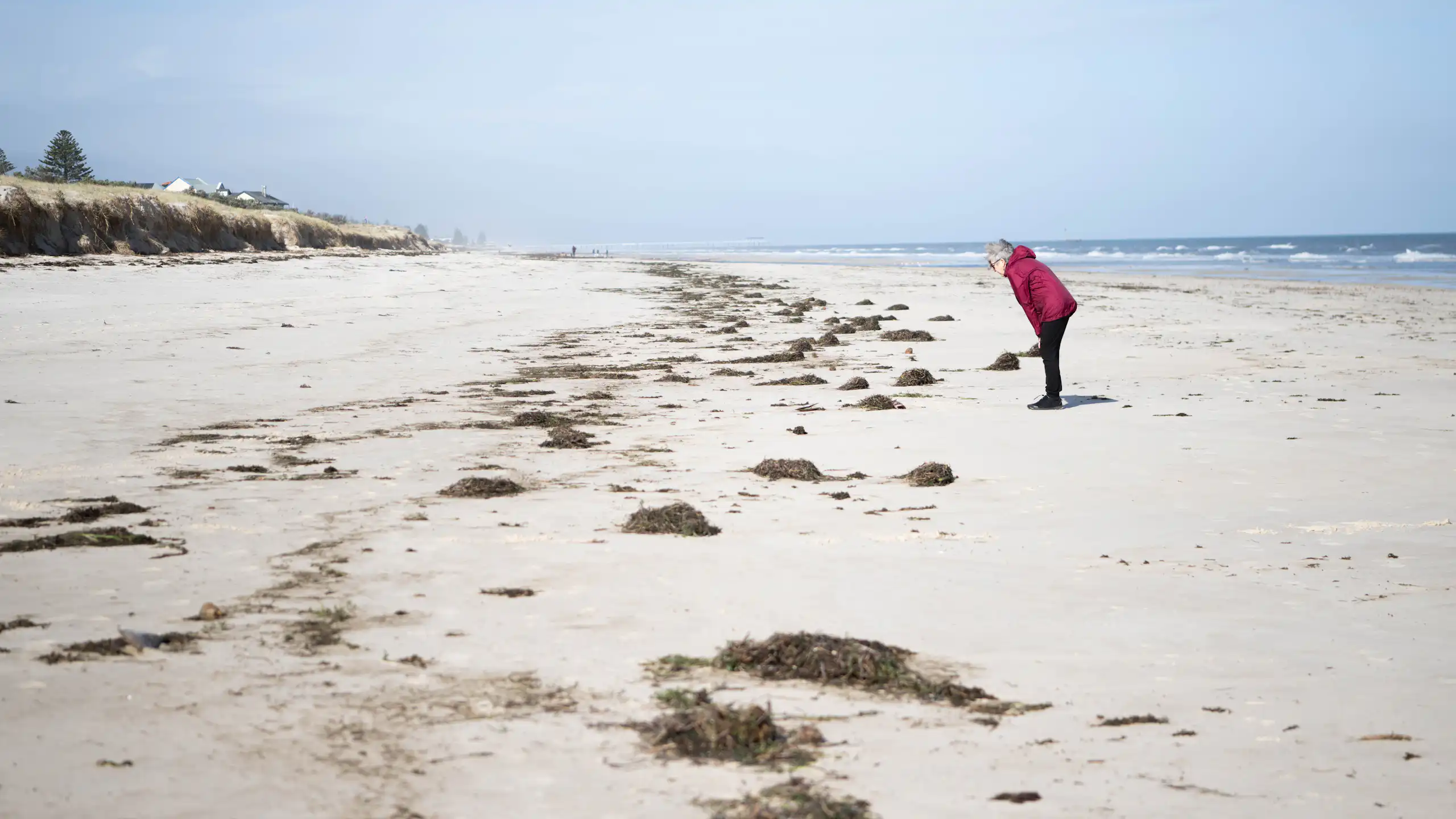 A member of the public stands on a beach in South Australia affected by the algal bloom.
