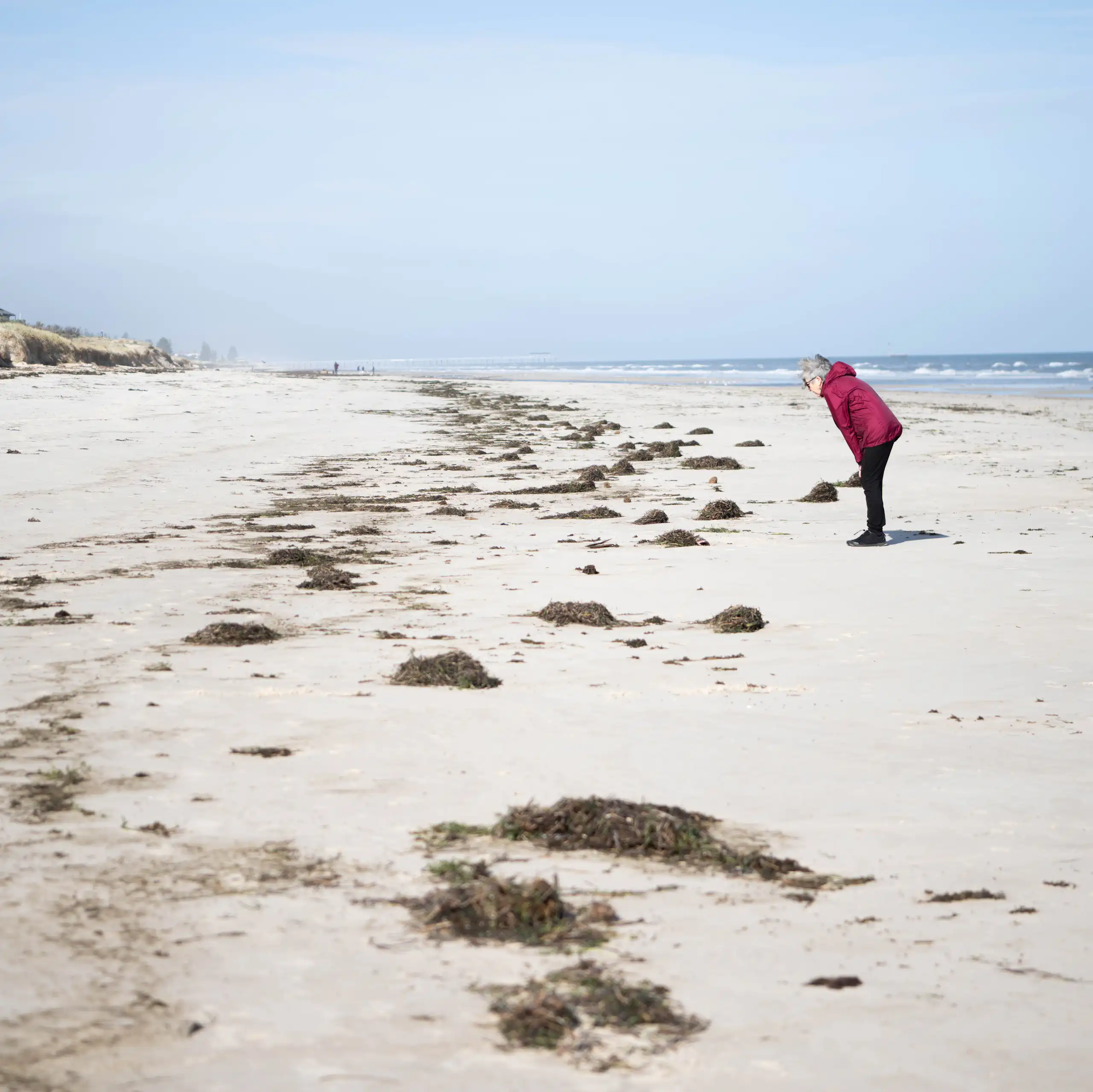 A member of the public stands on a beach in South Australia affected by the algal bloom.