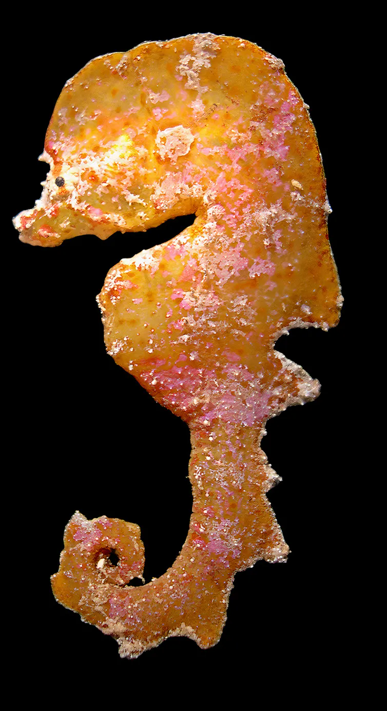 A orange fish in the shape of a a seahorse against a black background.