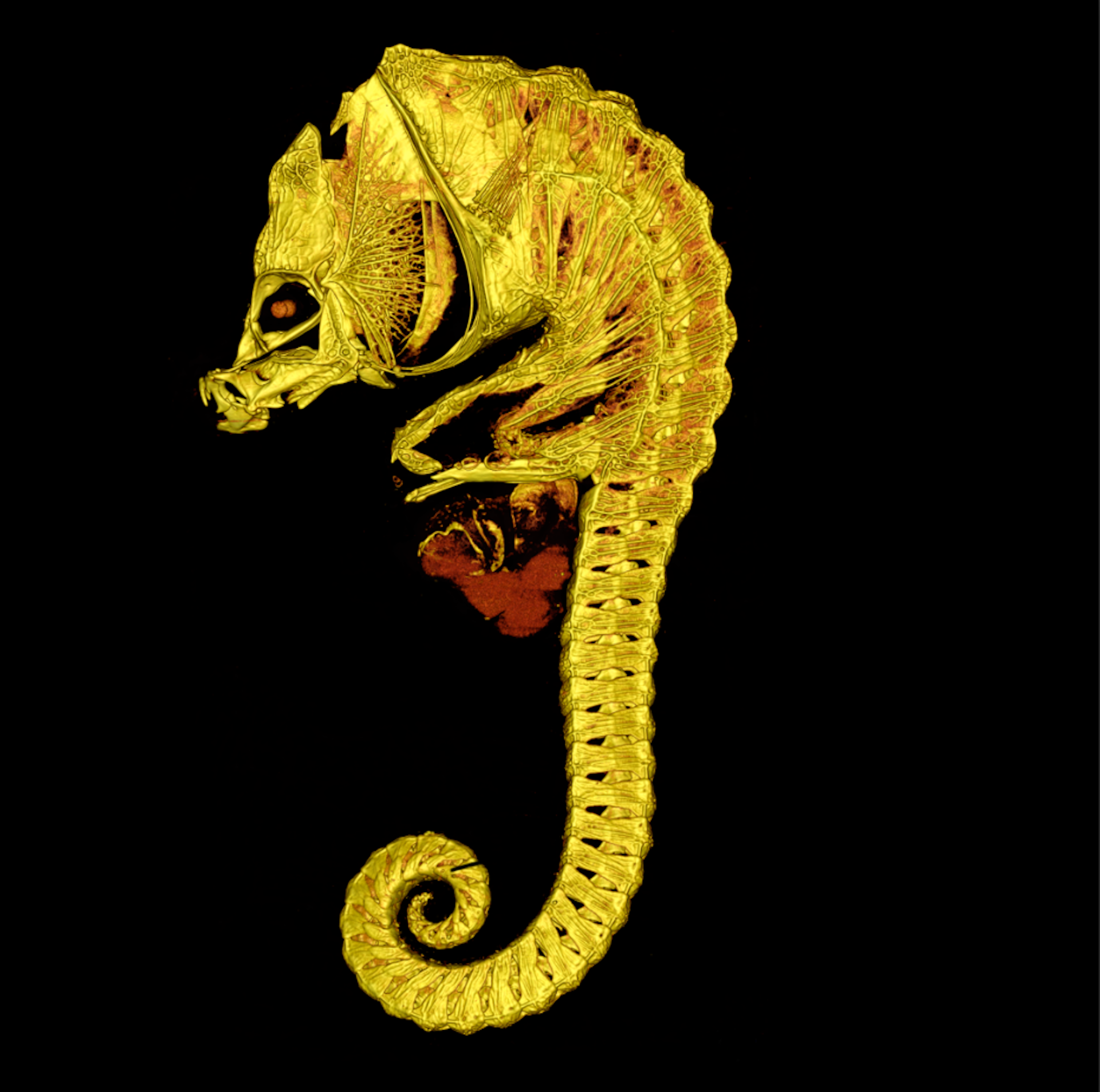New museum find shows nature can’t stop inventing seahorses