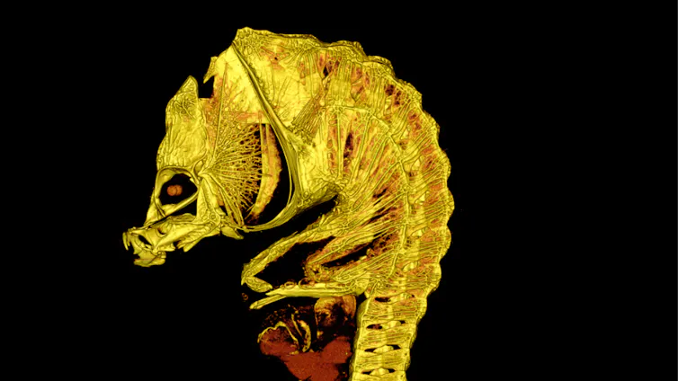 A seahorse-like skeleton seen in bright yellow and red against a black background.