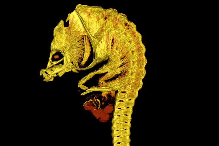 A seahorse-like skeleton seen in bright yellow and red against a black background.