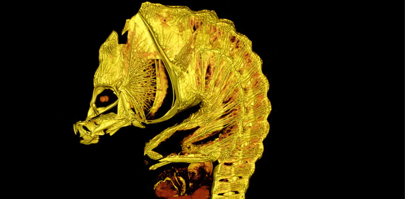 EnviroWireDaily — New museum find shows nature can’t stop inventing seahorses