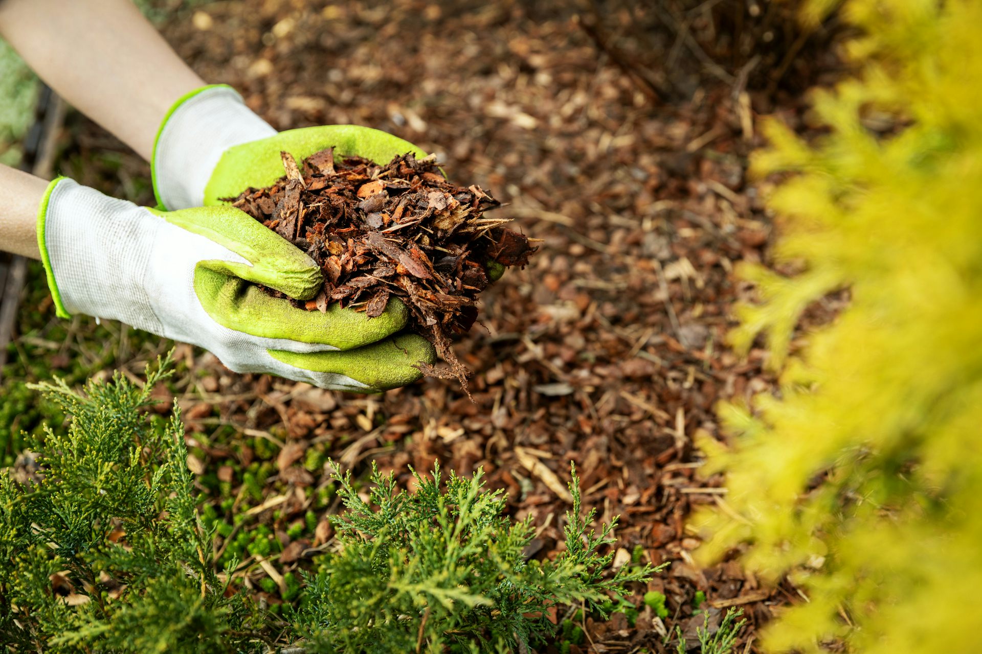 Birds messing up your garden mulch? Why I’d think twice before reaching for the mulch glue