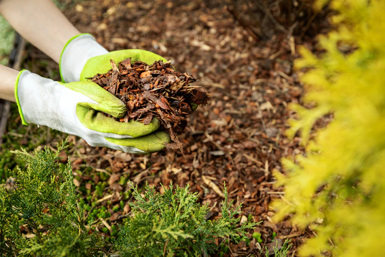 A person wearing gloves spread mulch on their garden