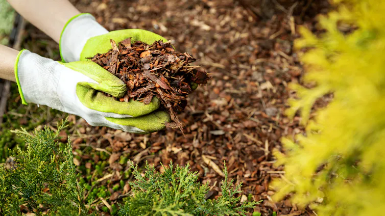 A person wearing gloves spread mulch on their garden
