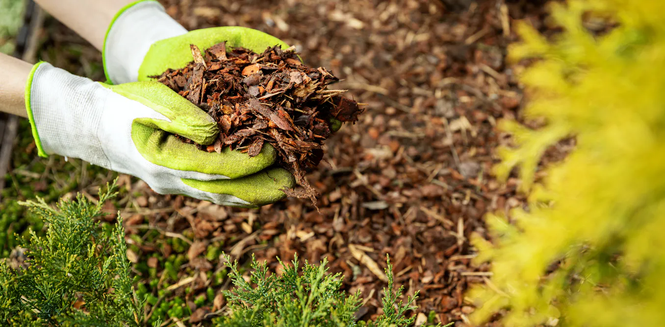 Birds messing up your garden mulch? Why I’d think twice before reaching for the mulch glue Birds messing up your garden mulch? Why I’d think twice before reaching for the mulch glue