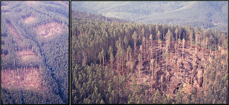 Aerial views of silvicultural operations in a forest.