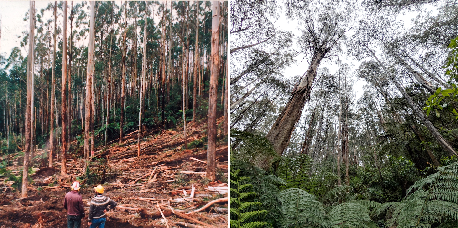 Trees in a forest.