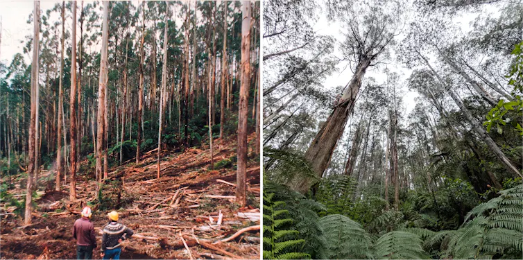 Trees in a forest.