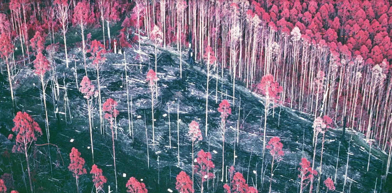 We revisited a forest experiment that lay forgotten for 30 years. What we found was astounding We revisited a forest experiment that lay forgotten for 30 years. What we found was astounding