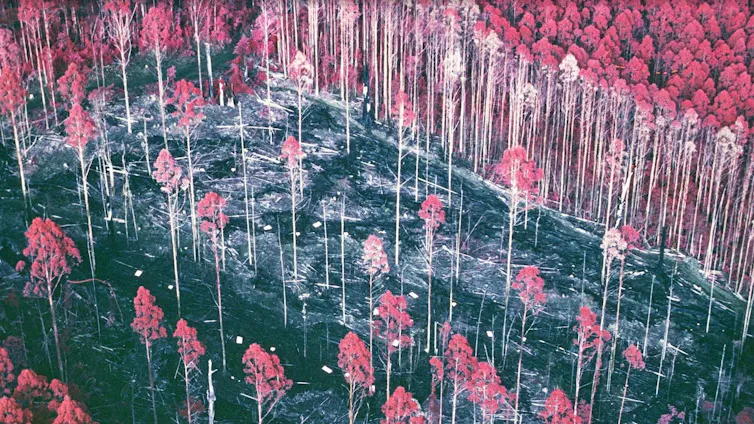 An infrared aerial photograph of a heavy thinning treatment from 1987 at the Silvicultural Systems Project at Tanjil Bren in Victoria's Central Highlands.
