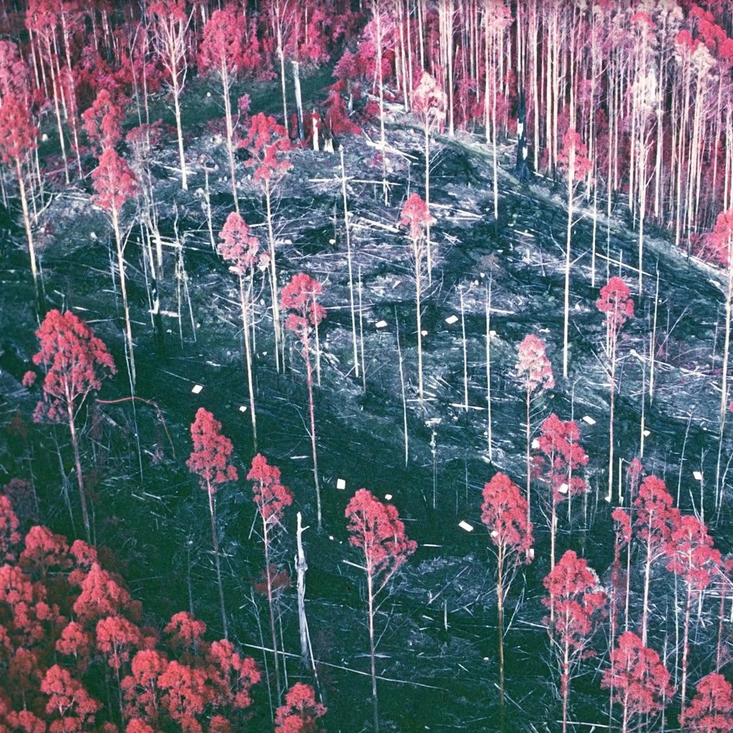 An infrared aerial photograph of a heavy thinning treatment from 1987 at the Silvicultural Systems Project at Tanjil Bren in Victoria's Central Highlands.