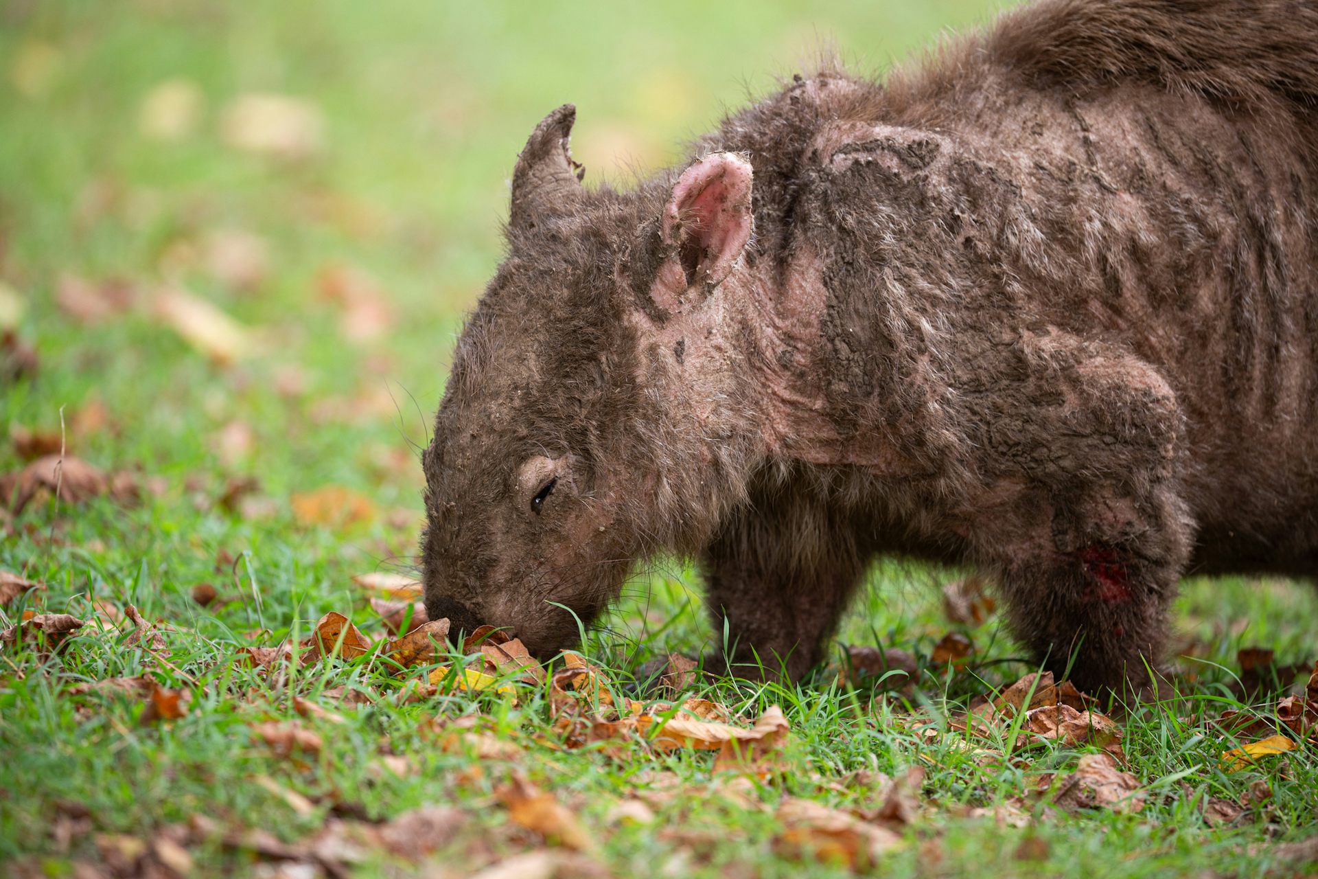 EduWireDaily — Scabies can kill animals like the beloved wombat. What’s the best way to diagnose it?