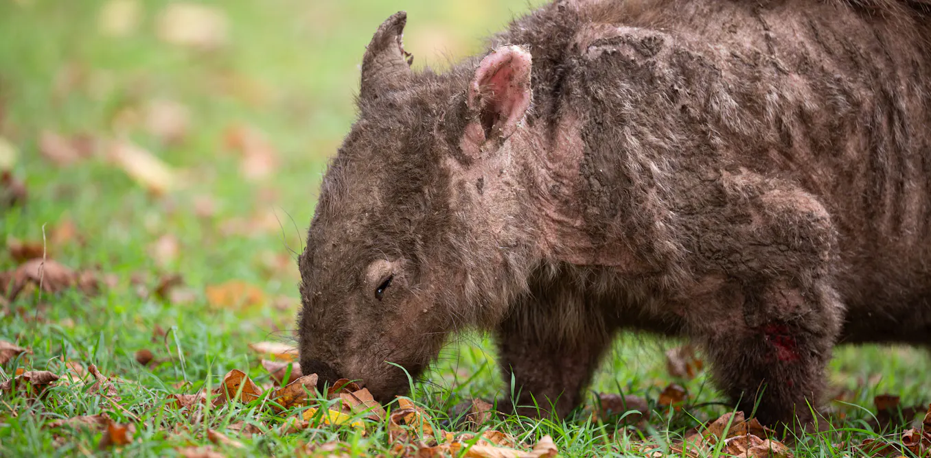 EduWireDaily — Scabies can kill animals like the beloved wombat. What’s the best way to diagnose it?