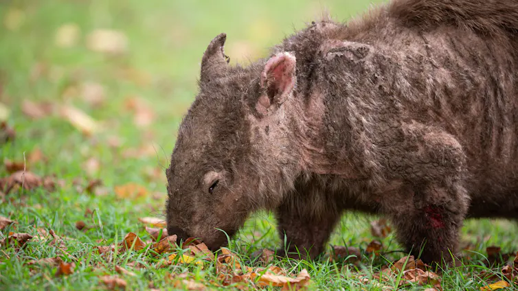 A wombat showing signs of mange, a potentially fatal skin condition, stands on green grass.