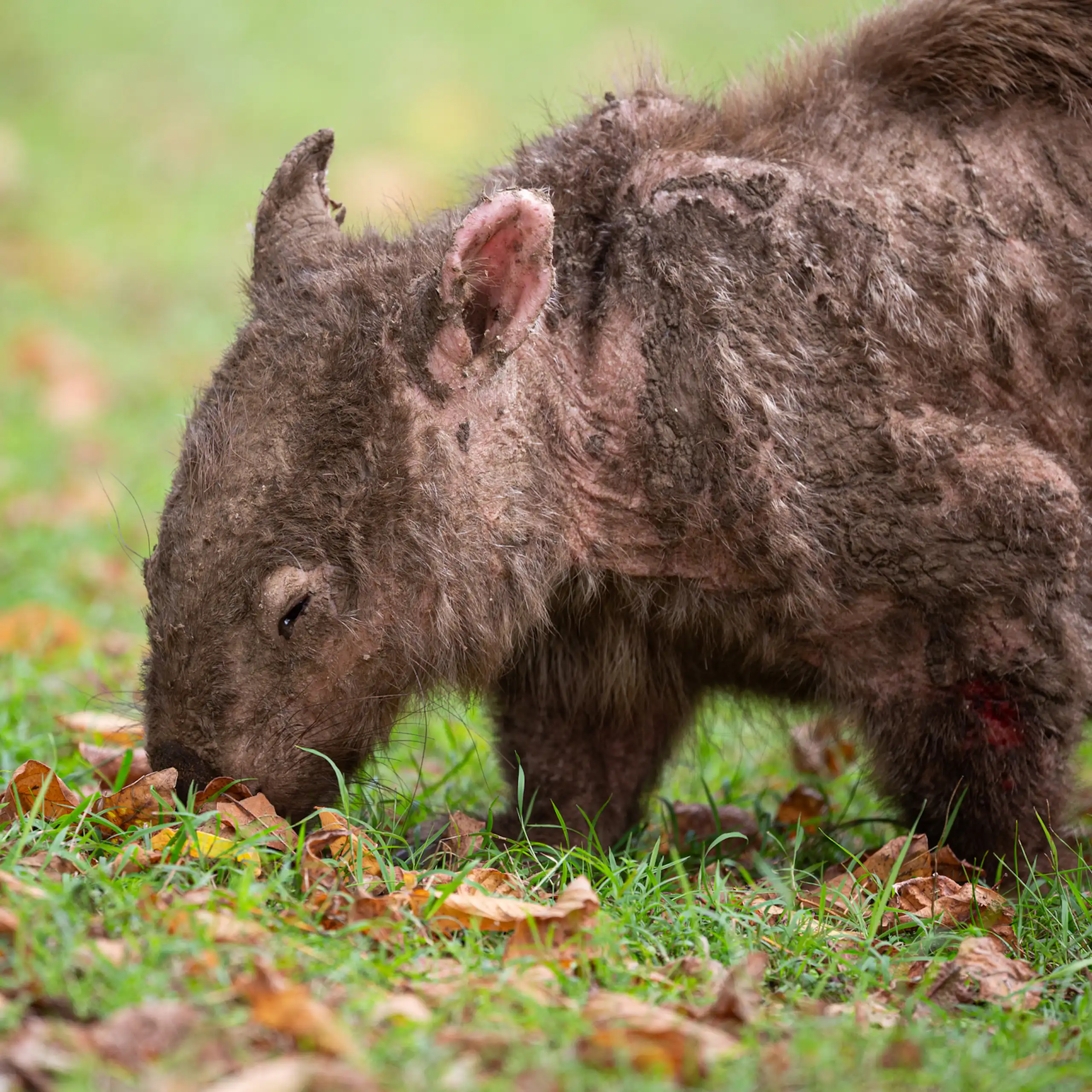 A wombat showing signs of mange, a potentially fatal skin condition, stands on green grass.