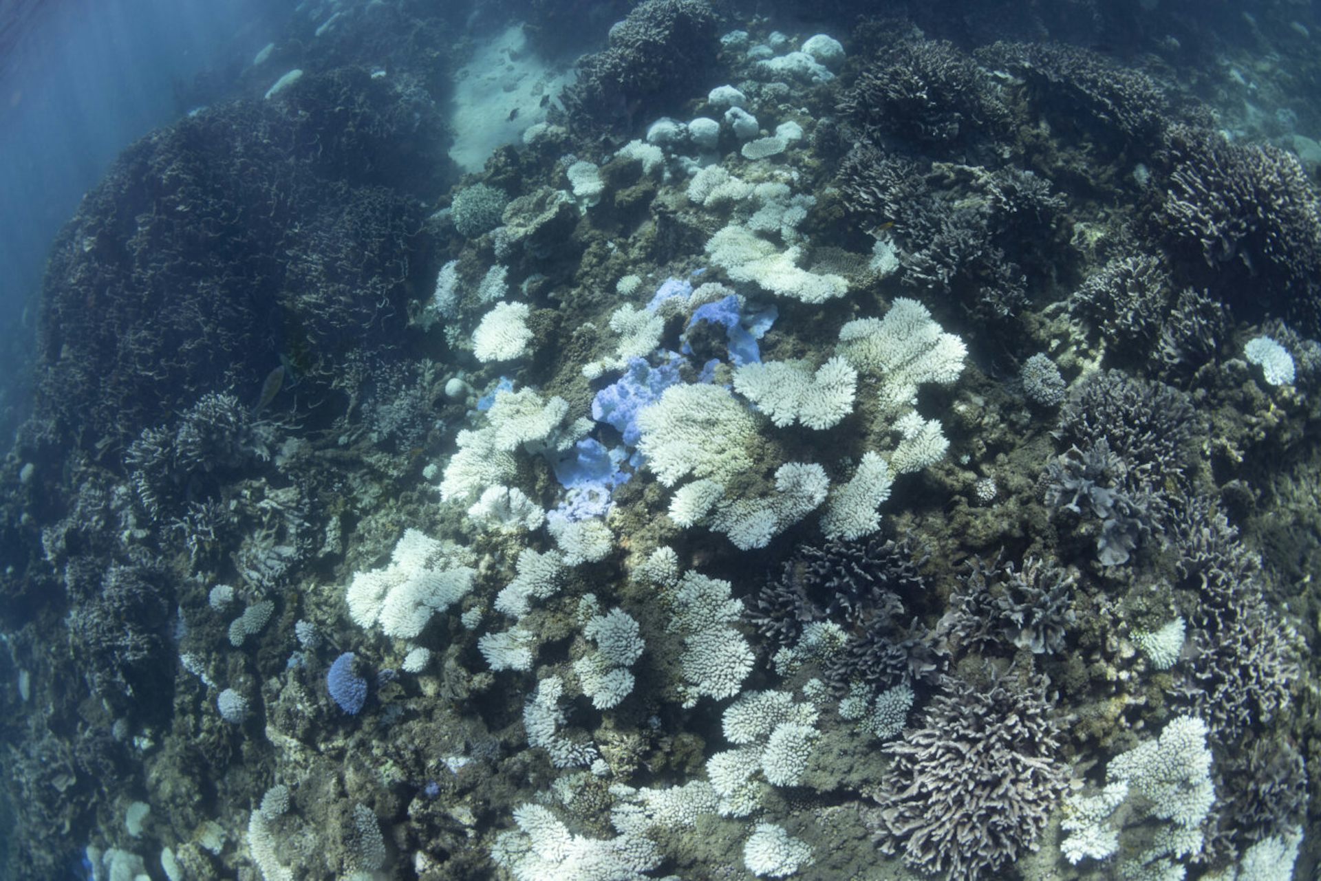 An underwater view of bleached coral.