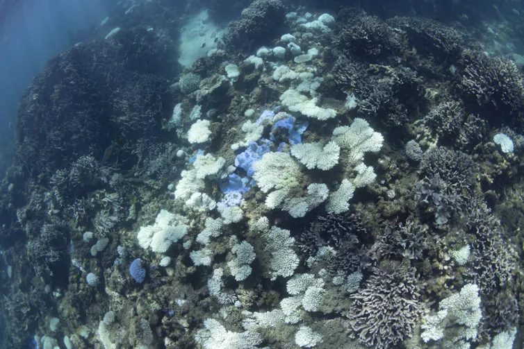 An underwater view of bleached coral.