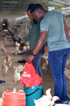 The author and other researchers standing inside a chicken farm, looking at plastic containers full of chicken food.