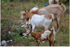 Goats in Nkomazi eating plastic.