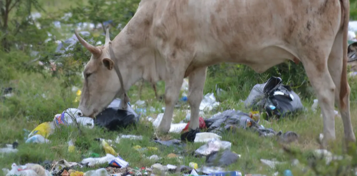 Plastic waste is harming livestock in South Africa: smallholder farmers using communal land set out the support they need Plastic waste is harming livestock in South Africa: smallholder farmers using communal land set out the support they need