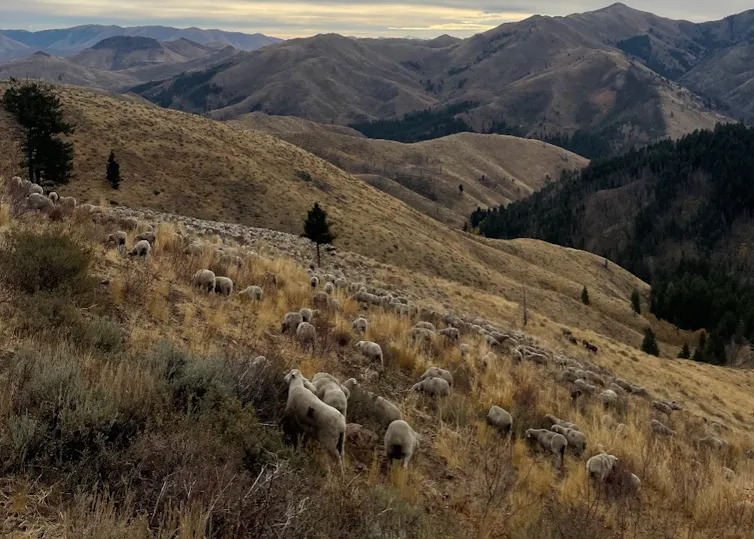 Sheep on a steep hillside