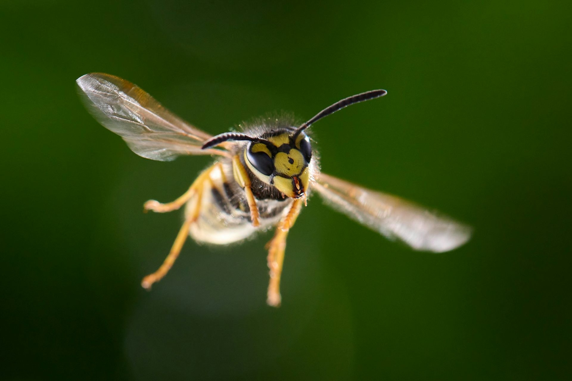 Where have all the wasps gone this summer?