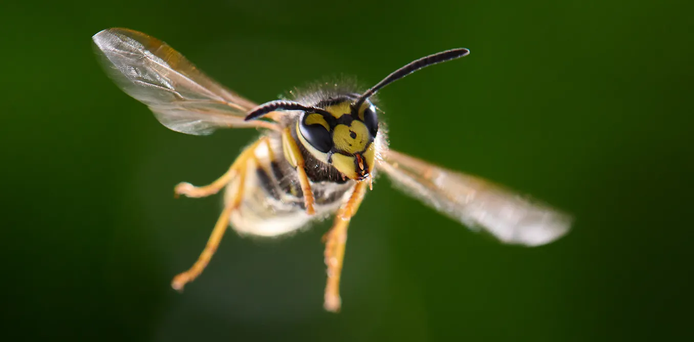 Where have all the wasps gone this summer? Where have all the wasps gone this summer?