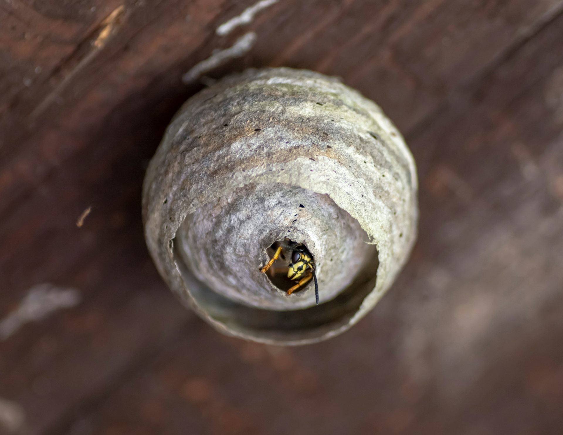 Wasp peeking out of papery nest