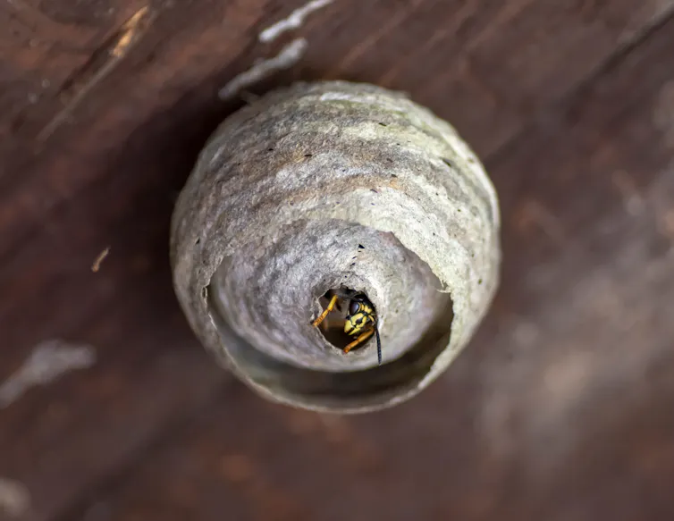 Wasp peeking out of papery nest