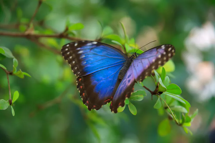 A butterfly with blue wings perches on a leafy branch
