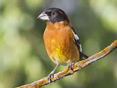 Bird with a black head and orange breast perches on a branch