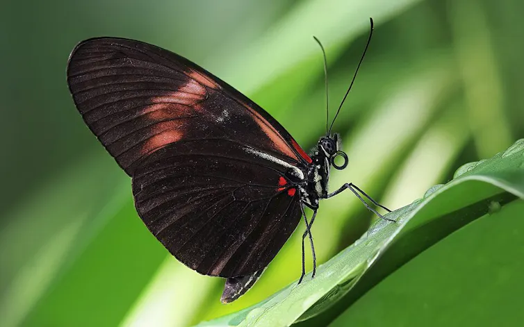 A black butterfly with red markings on the wings against a background of green.