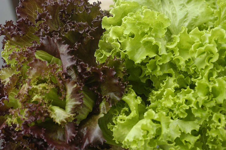 Close-up of red and green lettuce heads