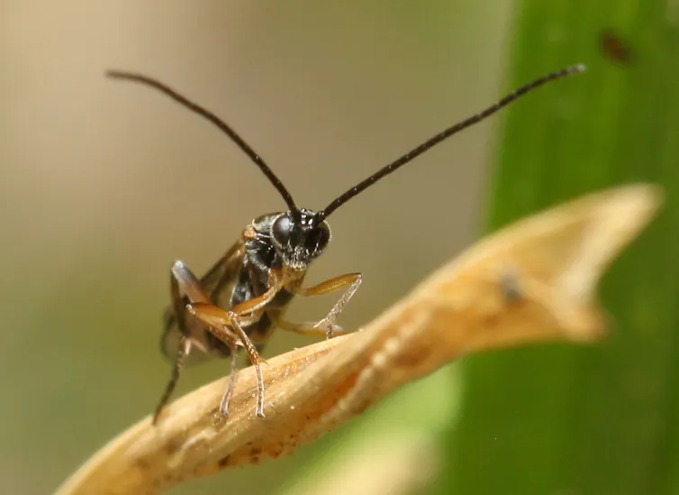 Close-up of a wasp with long antennae on a branch