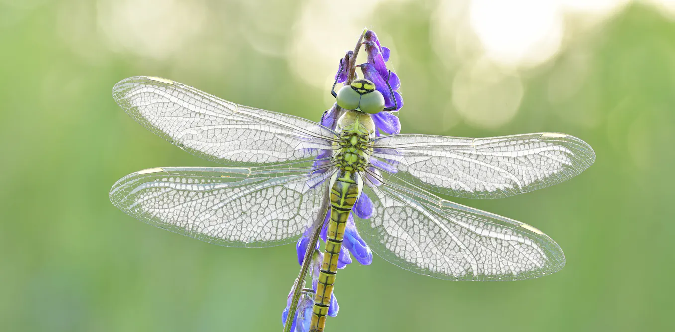 New research estimates around 20 million insect species on Earth — doubling those facing extinction New research estimates around 20 million insect species on Earth — doubling those facing extinction