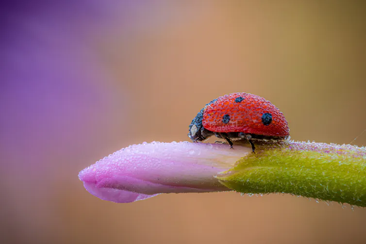 A bright red ladybird with black spots on a green shoot with a purple bud against an orange-purple blurred background.